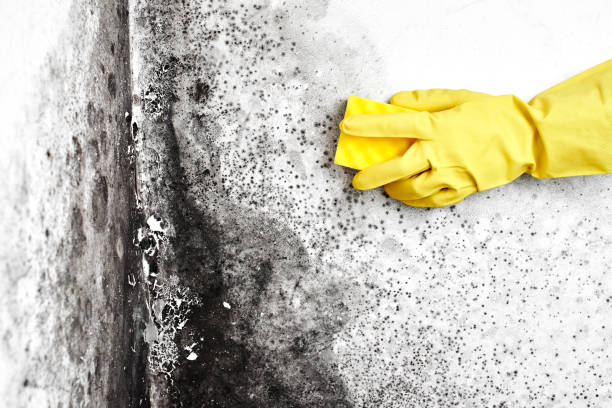 Best Asbestos and Lead Testing During Mold Inspection  in Ocilla, GA