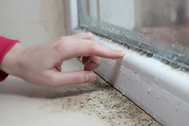 Best Basement Mold Removal  in Ocilla, GA